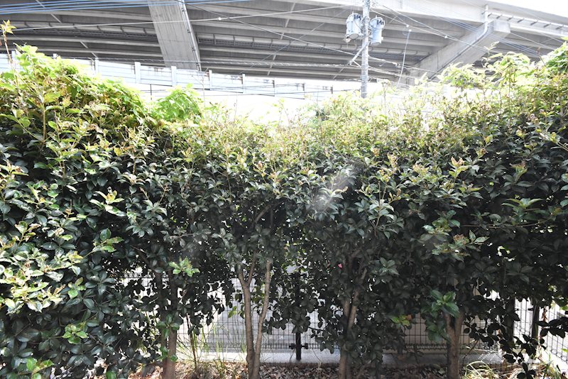 アウローラ その他6