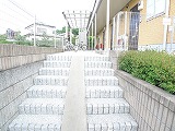 プリムローズ その他6
