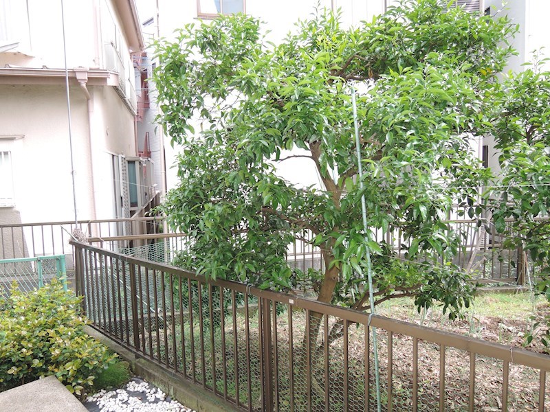 アイランドC その他8