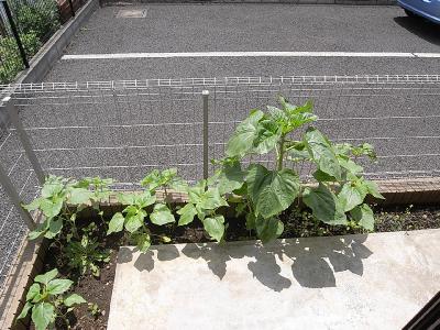 ウエストコート その他25