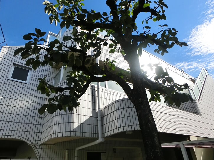 レイ・スギナミ 外観