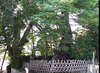 練馬区練馬３丁目楽器可（ピアノ・弦管楽器）マンション その他