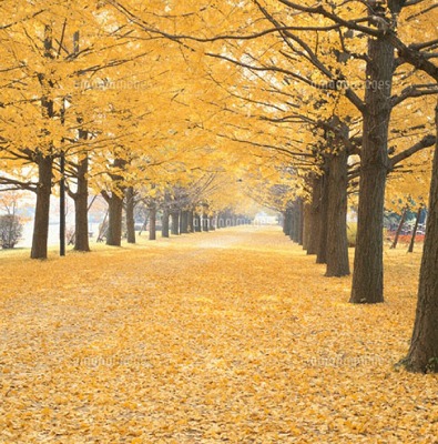練馬区桜台1丁目楽器可（ピアノ・弦・菅楽器）アパート その他