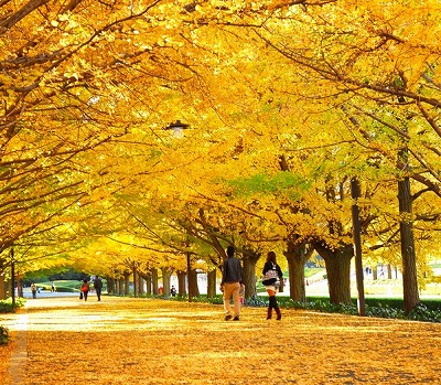 練馬区桜台1丁目楽器可（ピアノ・弦・菅楽器）アパート その他