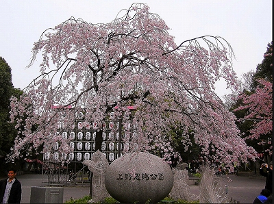 台東区上野桜木1丁目楽器可（ピアノ・弦楽器）デザイナーズマンション その他