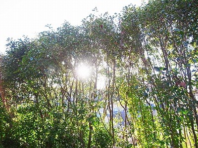 アルシュM その他6