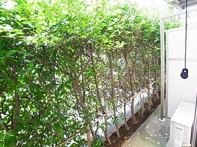 アムールＬ.Ａ ベランダ