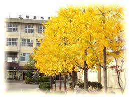 セントラル槙島 小学校