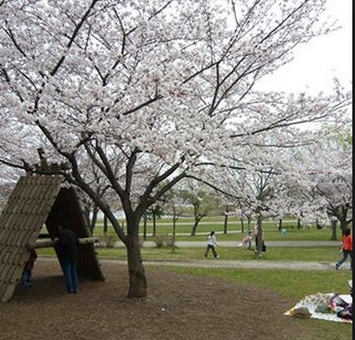 セナリオフォルム柏Ⅶ 周辺画像8