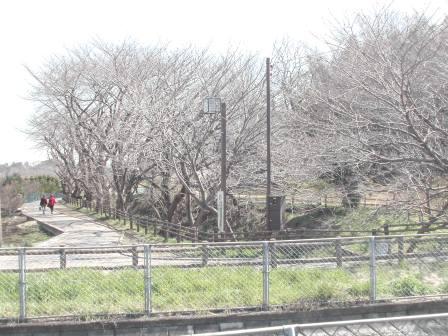 ロータスガーデン 周辺画像8