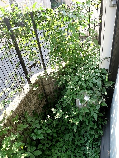 クレール柿の木坂 ベランダ