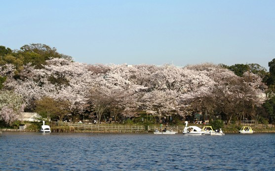 ヴァンベール雪谷 周辺画像9