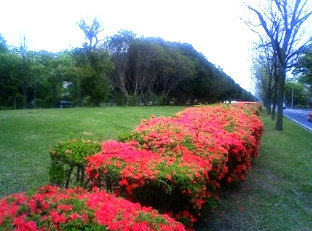 パインステージ 周辺画像10