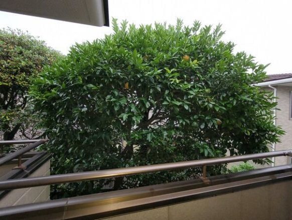 クレッセント宮前 その他6
