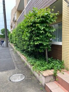 モアナ その他6