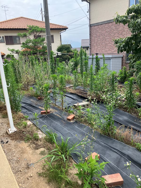 平柴台末吉様戸建 庭