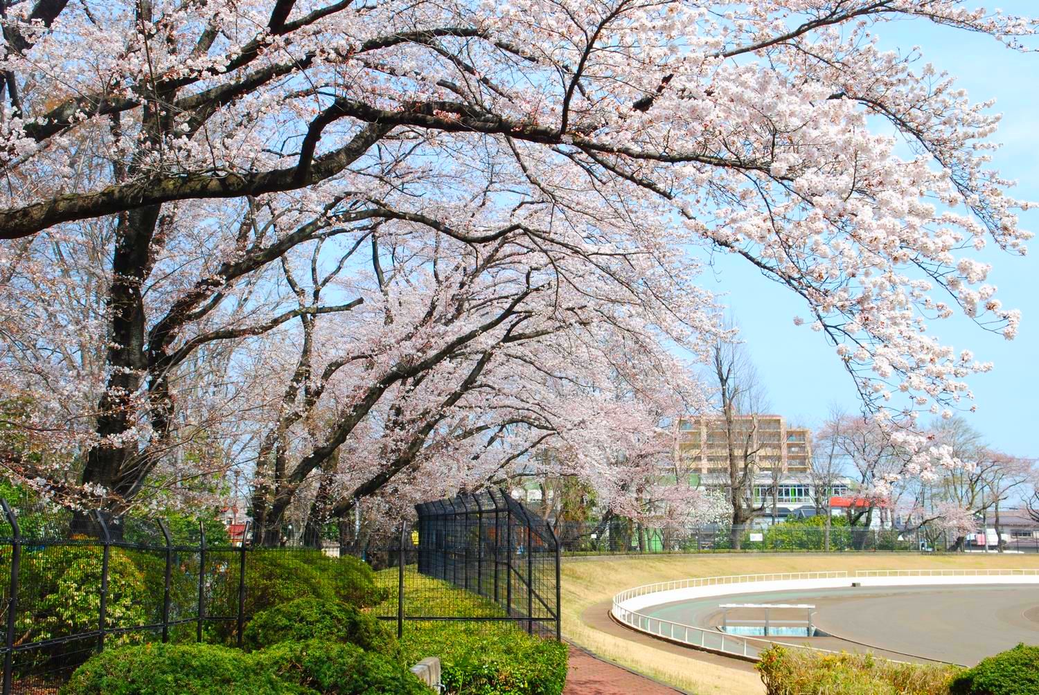 カーサヴェルデ 公園