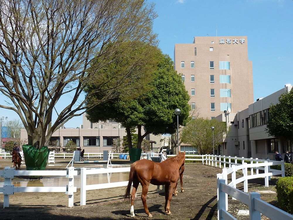 TheFLAT淵野辺 大学・短大