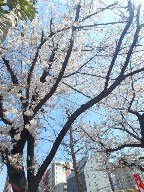 埼玉県さいたま市浦和区常盤６丁目 公園