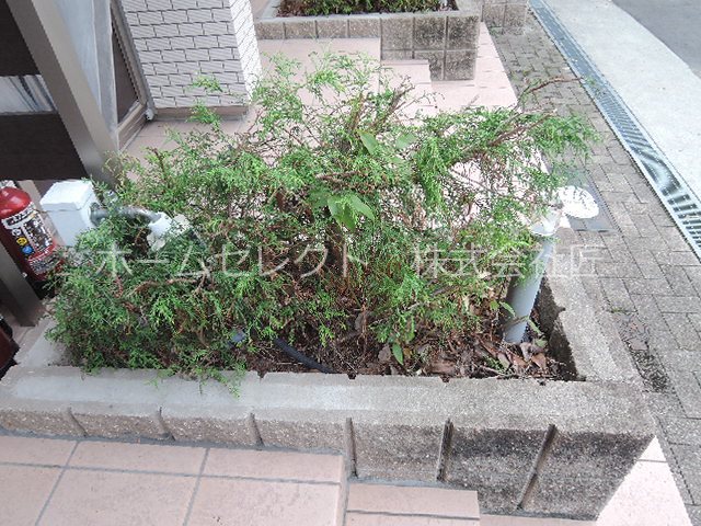 ハレアカラ 庭