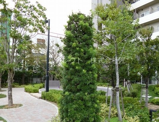 アデニウム北加賀屋 庭