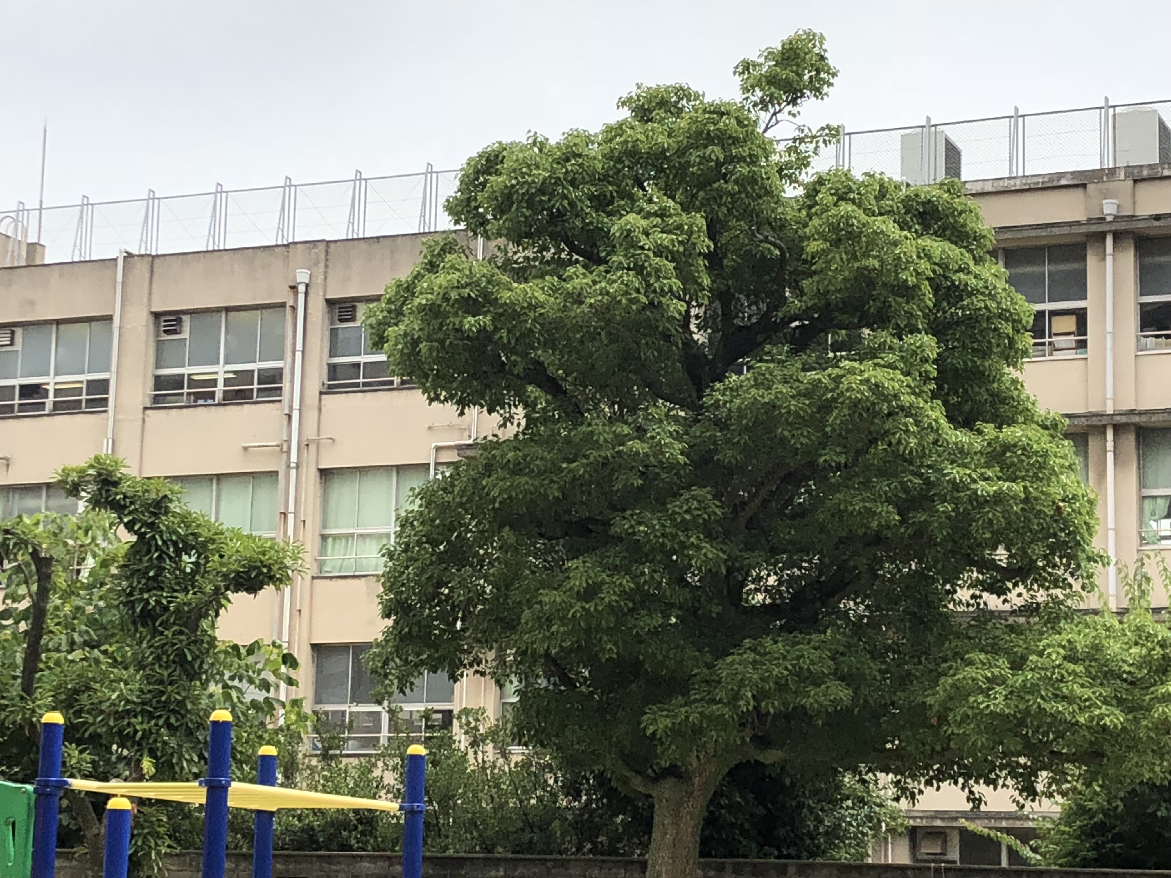 ルネ住之江 小学校
