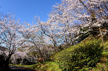 南公園 ザ・パークハウス桜坂サンリヤン 周辺画像1