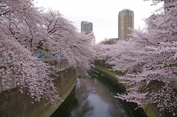 神田川 ステージファースト目白 周辺画像5
