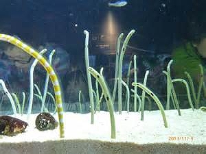 すみだ水族館 ヴァレッシア曳舟アンベリール 周辺画像5