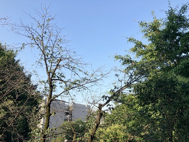 柿の木坂東豊エステート ベランダ
