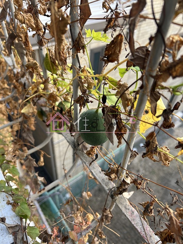 サン中浜 その他6