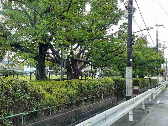 エレガンシア金剛 その他外観6