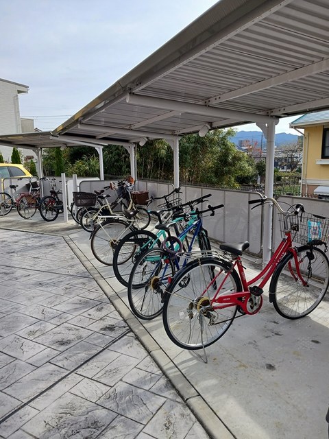 カンファーツリーＢ その他6