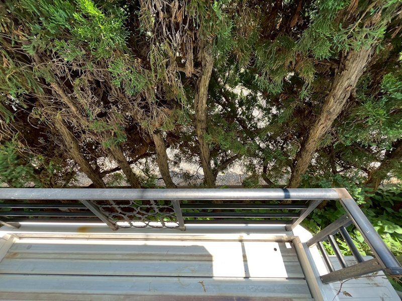 カメリア ベランダ