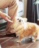 シャーメゾン・ネバーランドⅡ その他