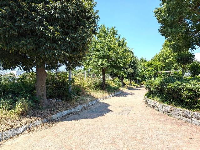 ストレリチア その他17