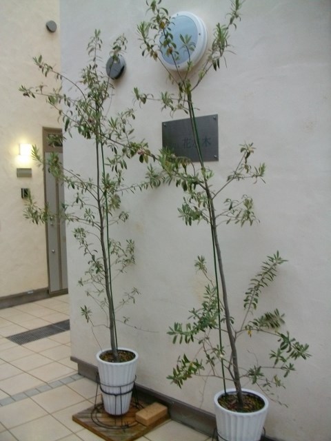 villa花水木 その他共有部分