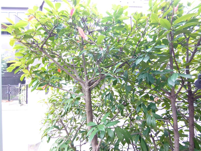 BEAU RIVAGE NEZU その他8