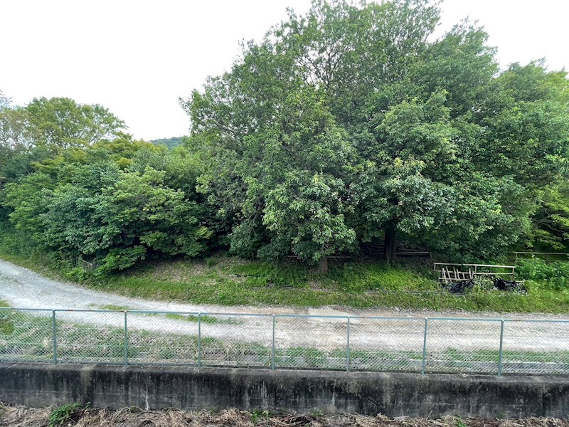 Bonheur　水郷  その他5