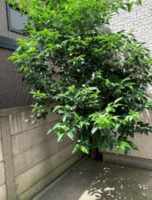 ロバリア古淵 その他14