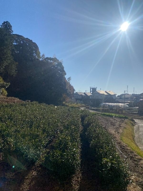 サンフラワーⅡ その他6