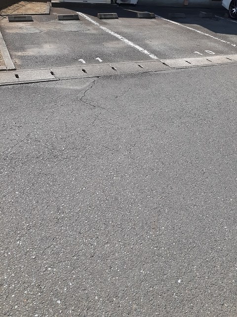 カモミール その他4