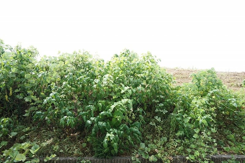 アリエッタ延久V その他6