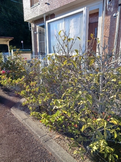 セントラルガーデン ベランダ