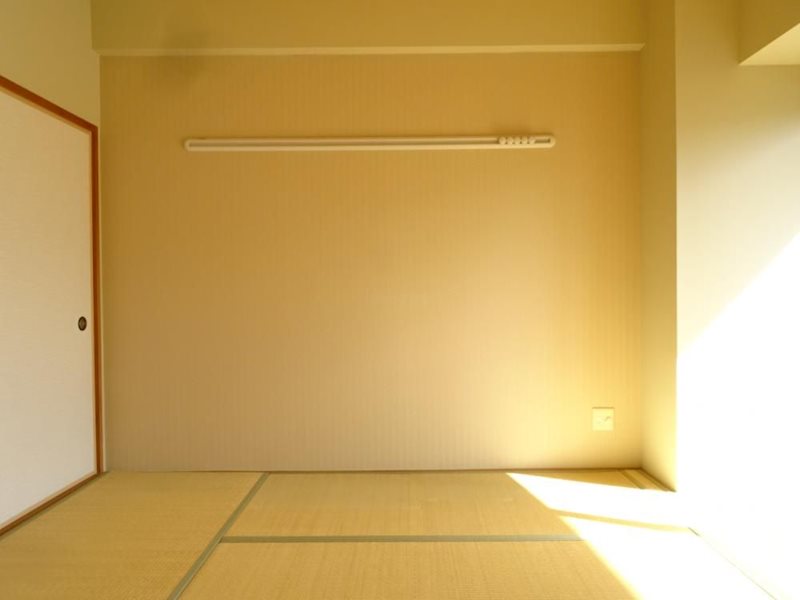 コスモス その他