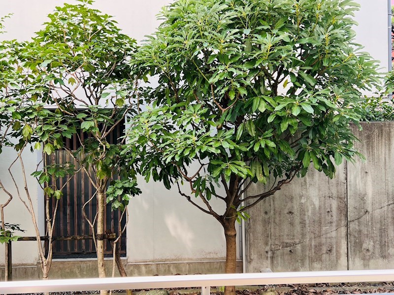 Ｍａｉｓｏｎ　Ｂｌａｎｃ 眺望