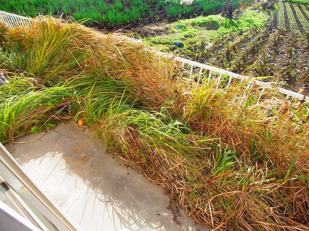 コーポオークフォーレ ベランダ