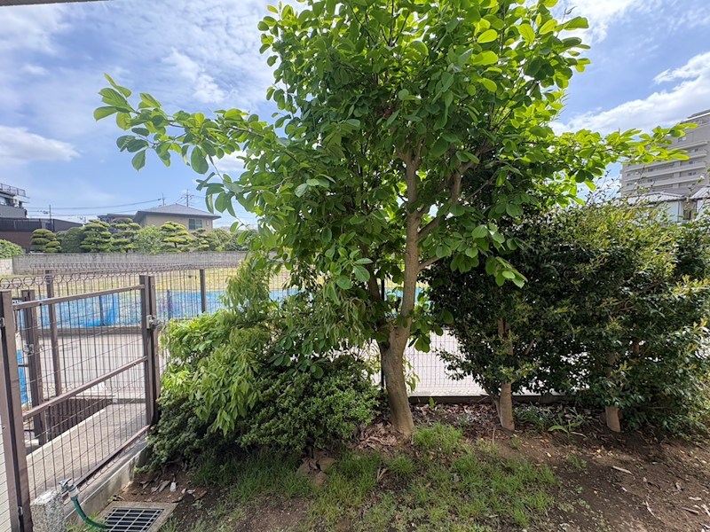 モラダ・アケボノ その他6