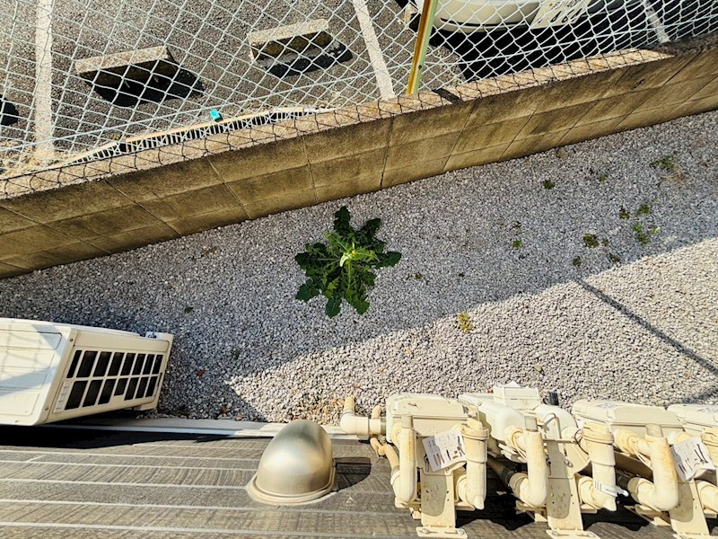 スーペル竹ノ塚 その他24