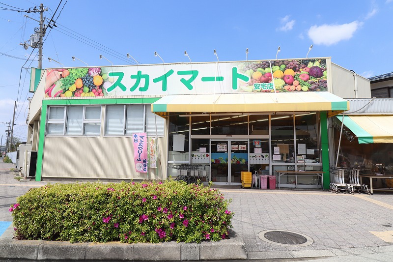 サンフラワー その他